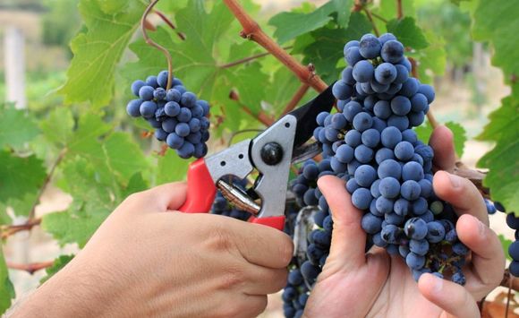 cesoie per raccolta uva