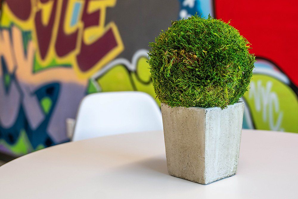 U32 Apartments in Fargo ND Plant Decor