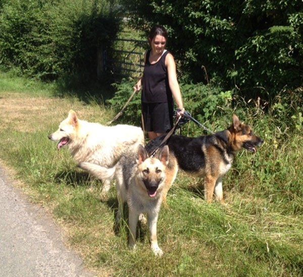 Handy Nanny with 3 German Shepherds