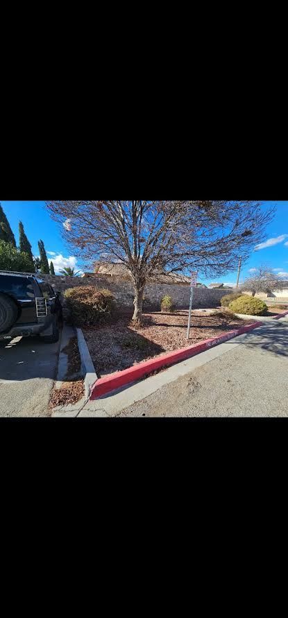 Leafless tree in a parking lot beside a red curb, with parked cars and a blue sky on a sunny day