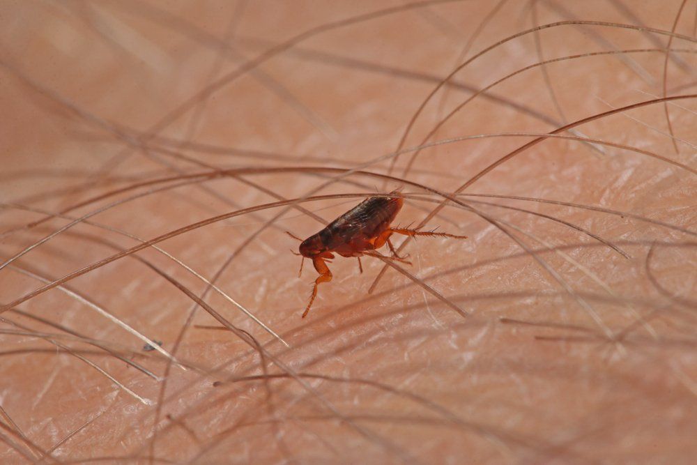 A Flea On Skin — Professional Pest Control In Thurgoona NSW
