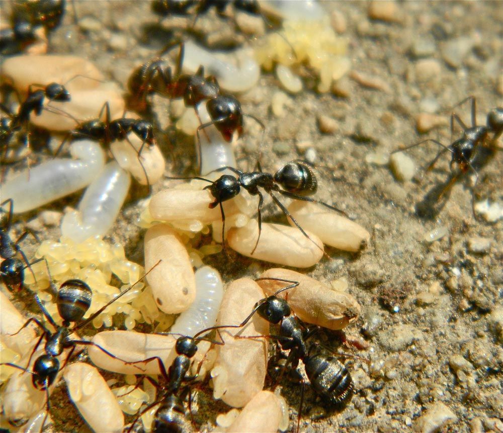 Ants And Their Larvae