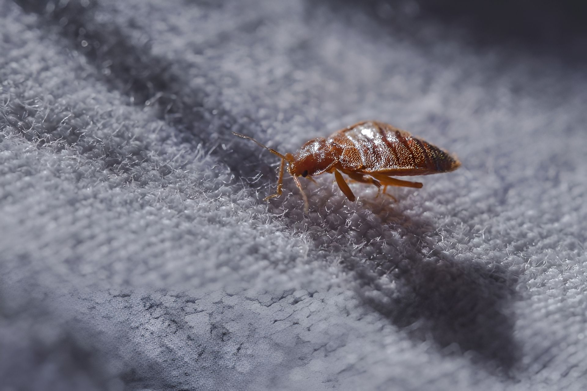 Bed Bugs