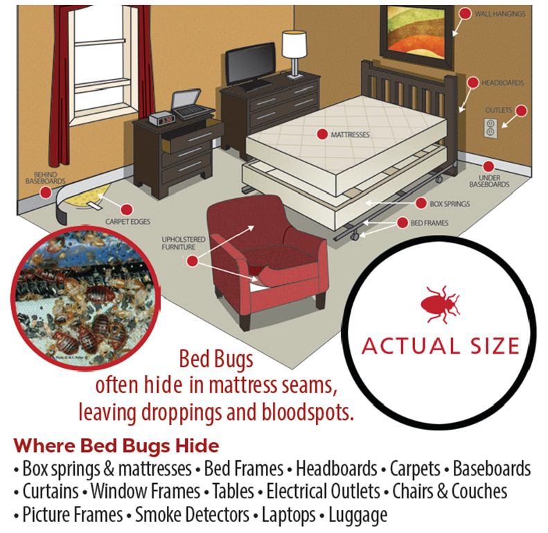 Insecticide Based Treatment Programs - Bed Bug Pest Control Albury-Wodonga, NSW
