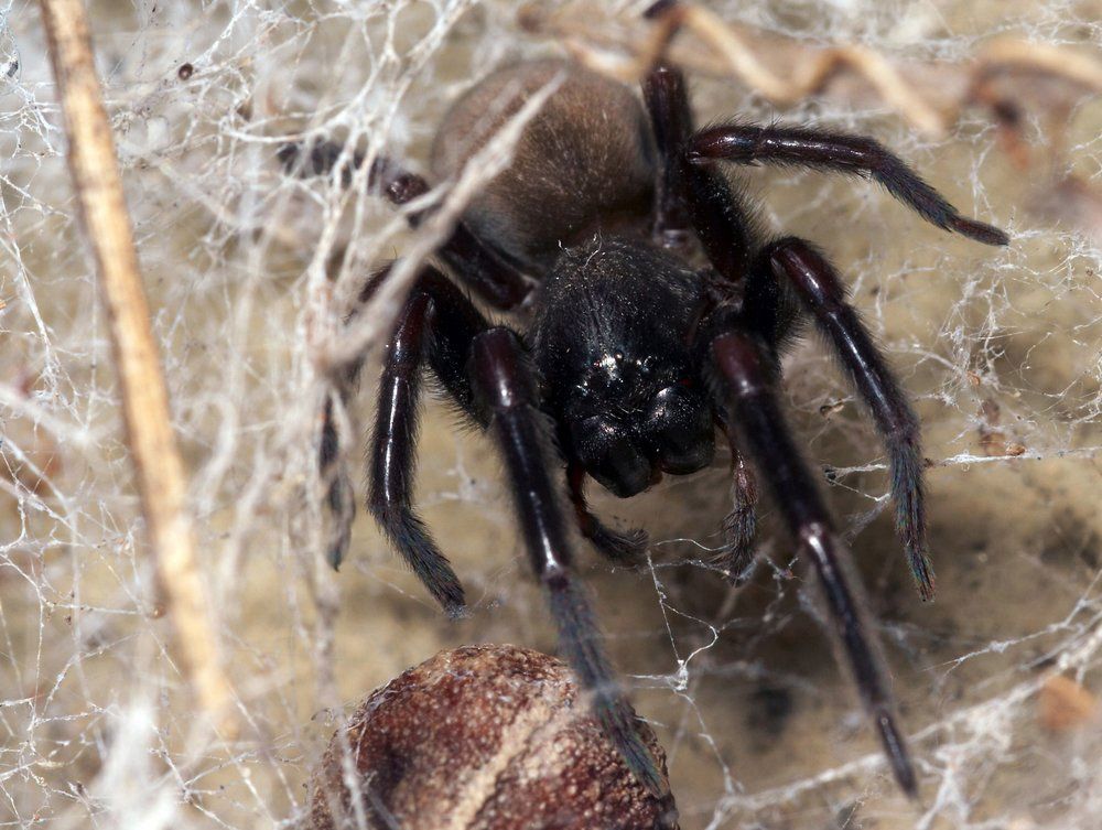 Black House Spider — Professional Pest Control In Thurgoona NSW