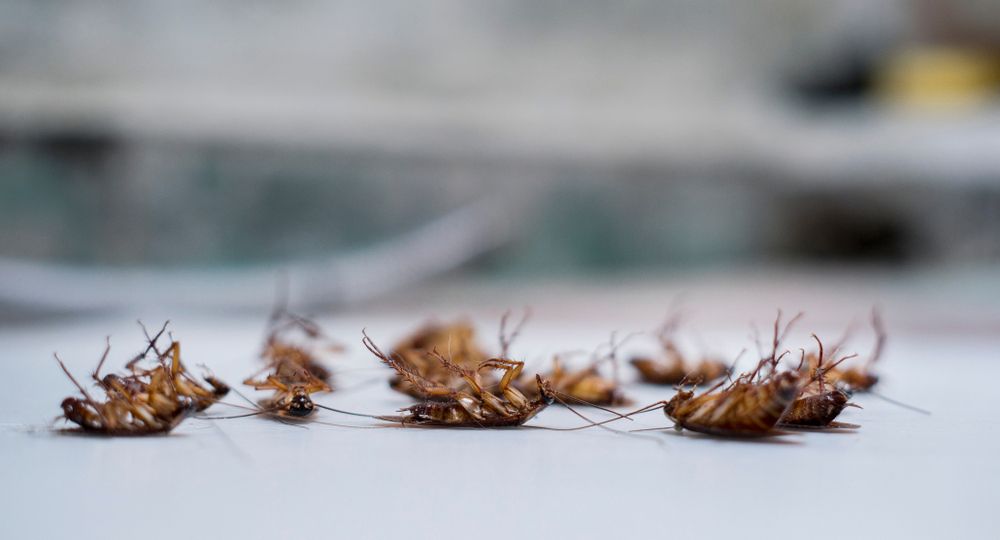 Closer Look At A Dead Cockroach