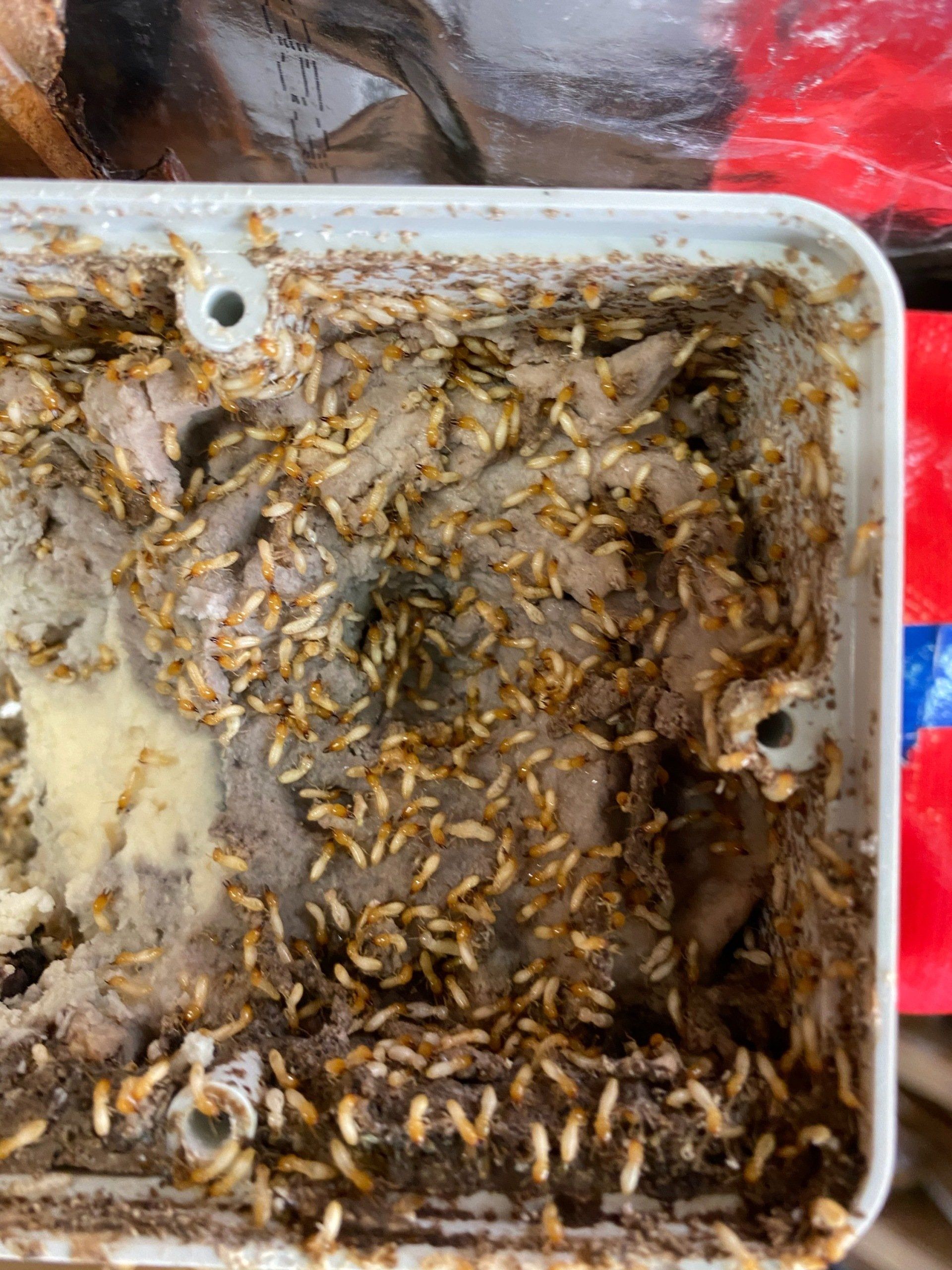 Termite Box | Professional Pest Control