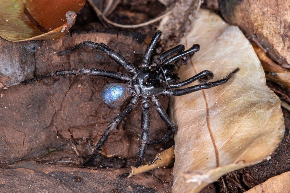 Mouse Spiders — Professional Pest Control In Thurgoona NSW