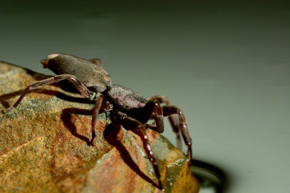 White Tailed Spider on a Wall in Wodonga