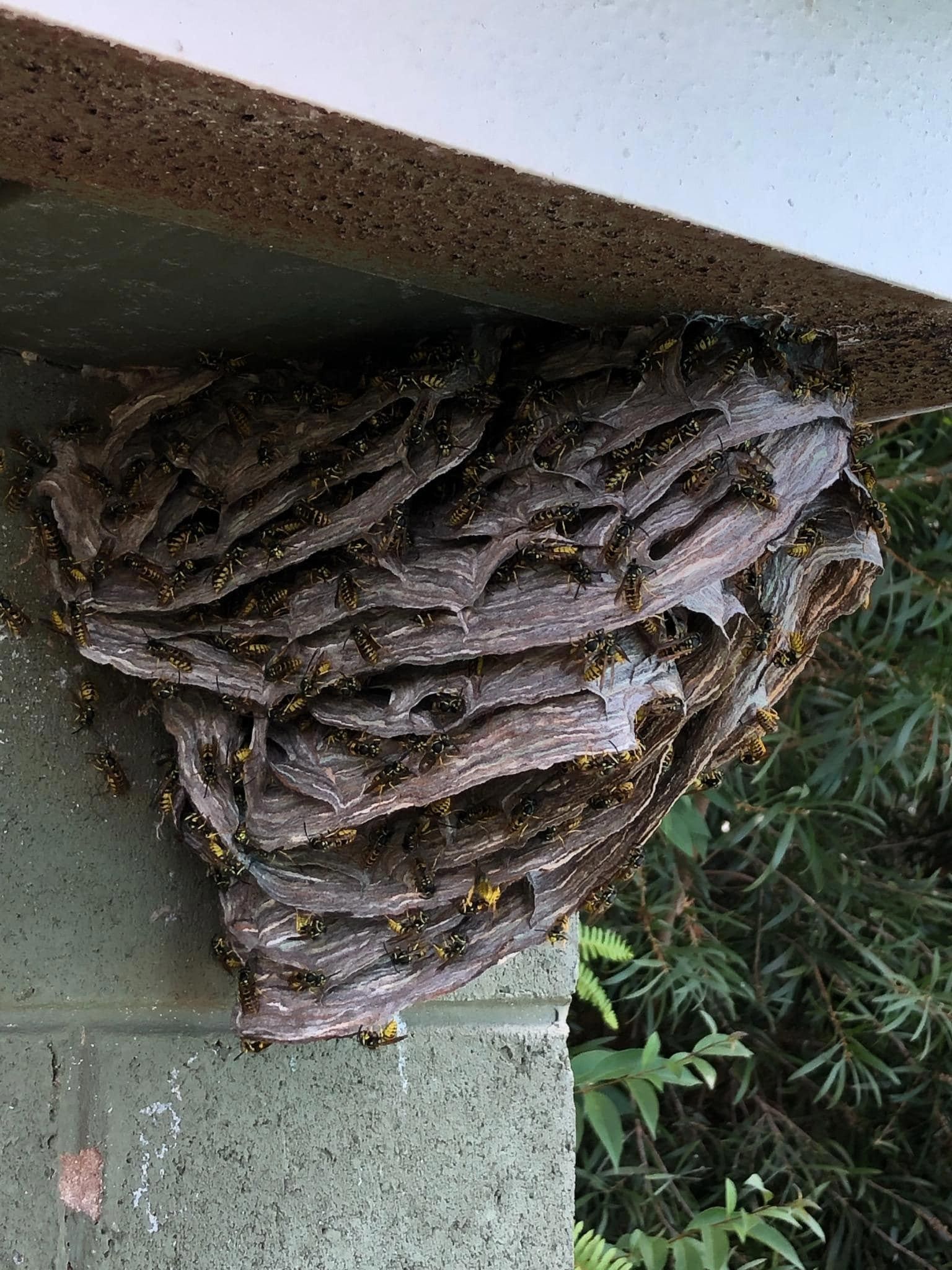 A Nest Of Hornets On The Side Of A House