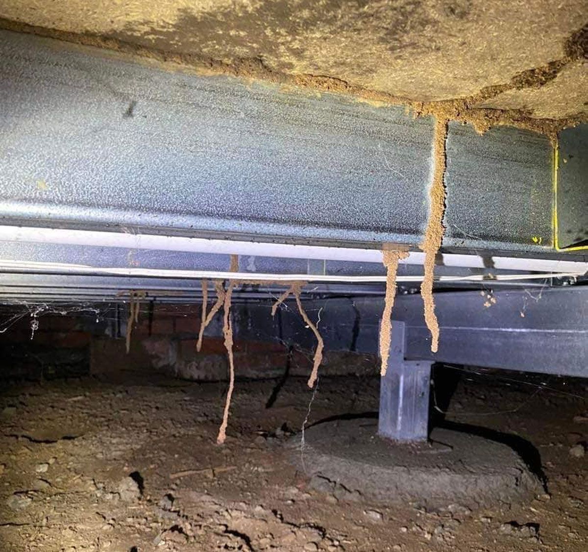 Mud Tubes From Termites