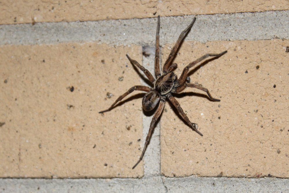 Wolf Spider — Professional Pest Control In Thurgoona NSW