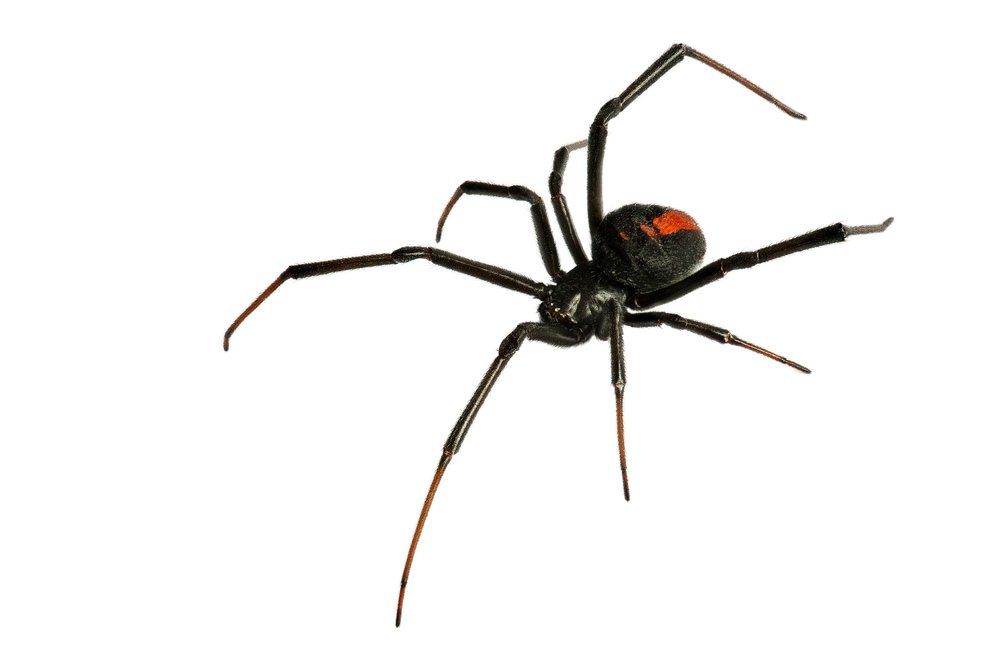 Spiders