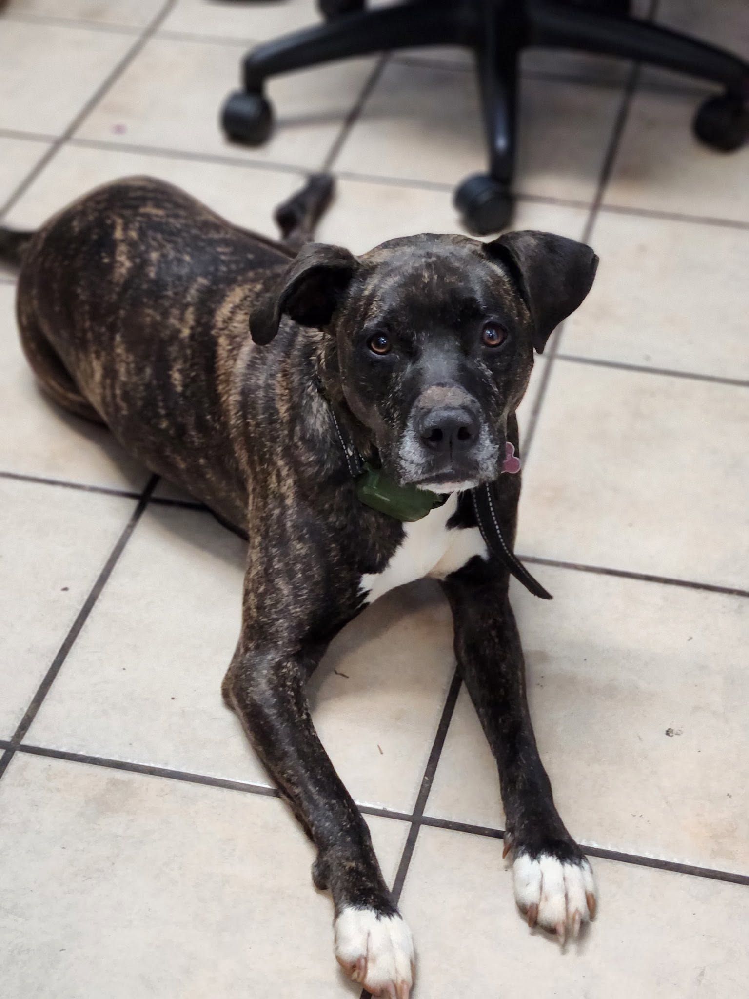 Brindle dog with white paws lying on tiled floor near an office chair | Pitts Automotive