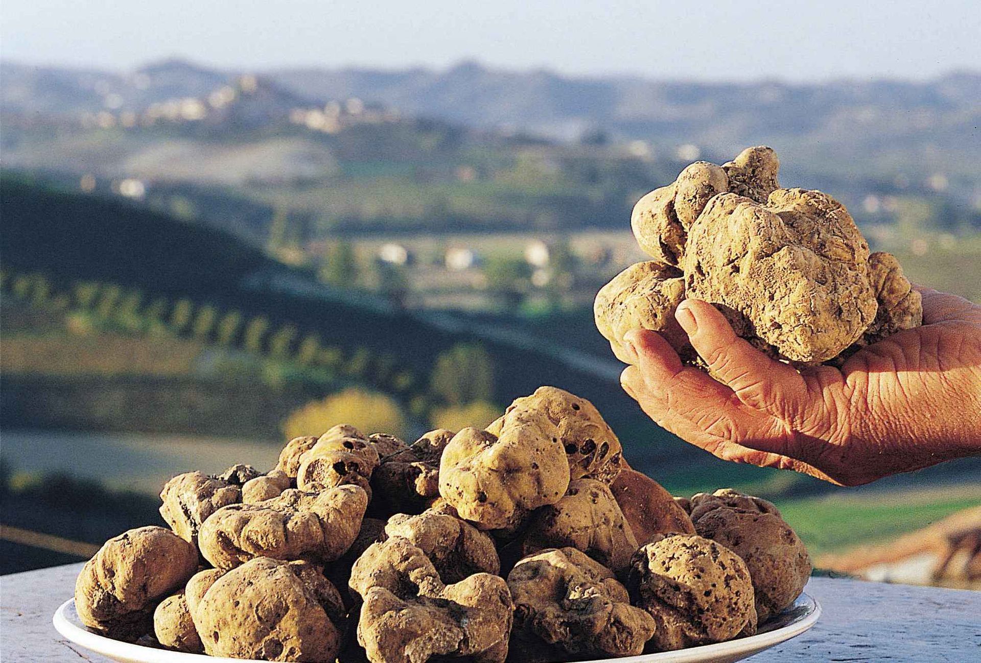TARTUFO BIANCO D’ALBA | ALBA WHITE TRUFFLE