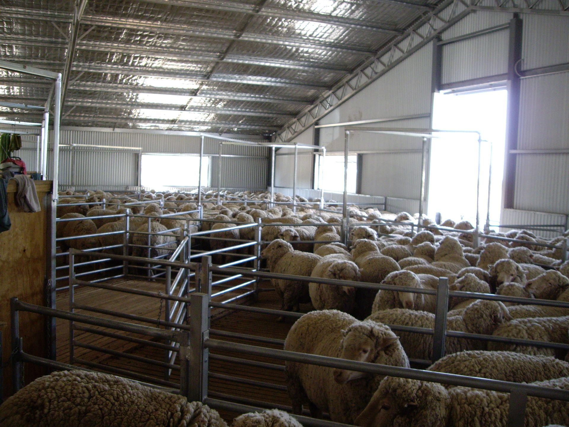 Sheep
