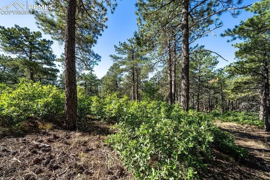 A lush green forest with lots of trees and bushes