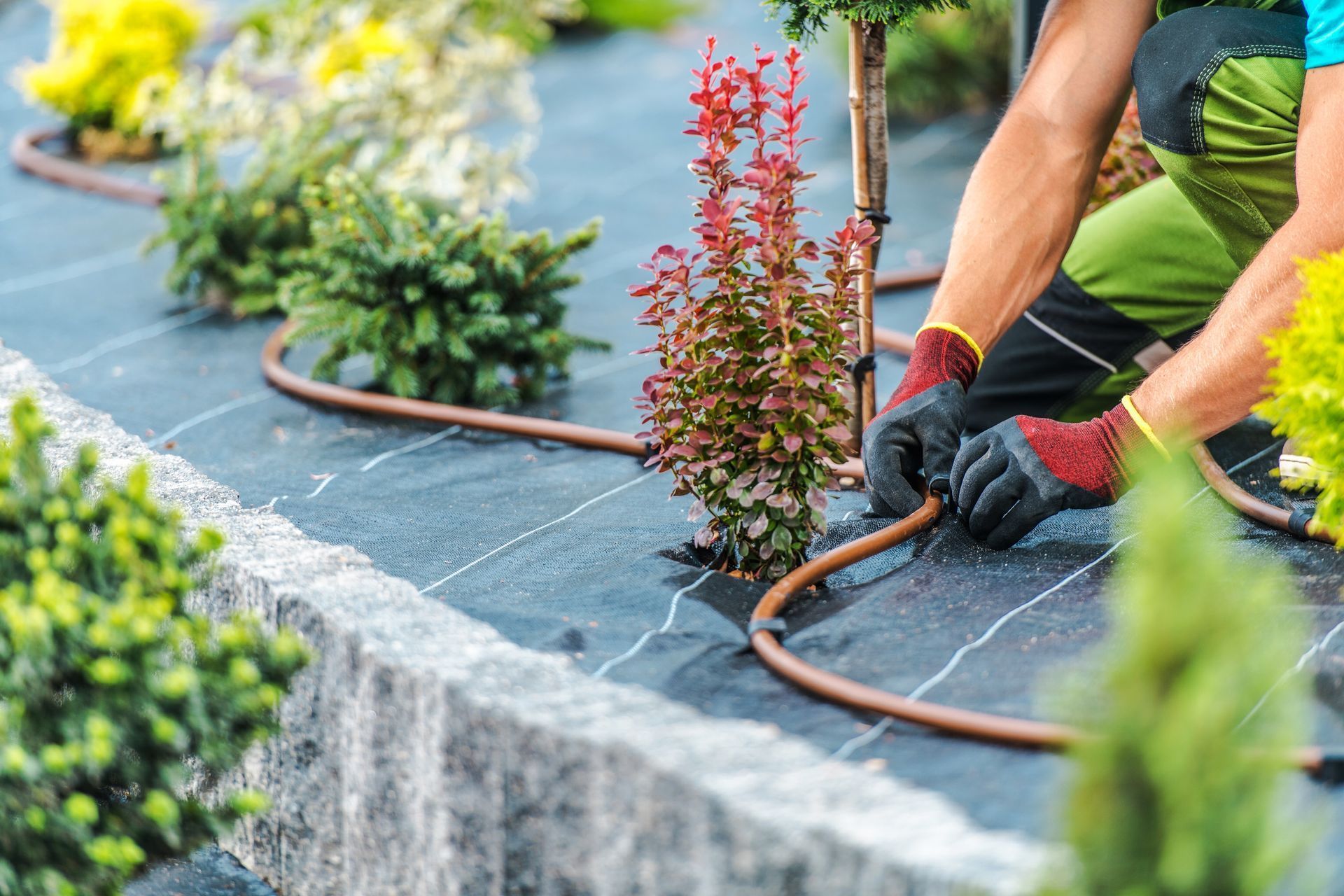 Person installing drip irrigation in a garden with black fabric and various green and red plants.