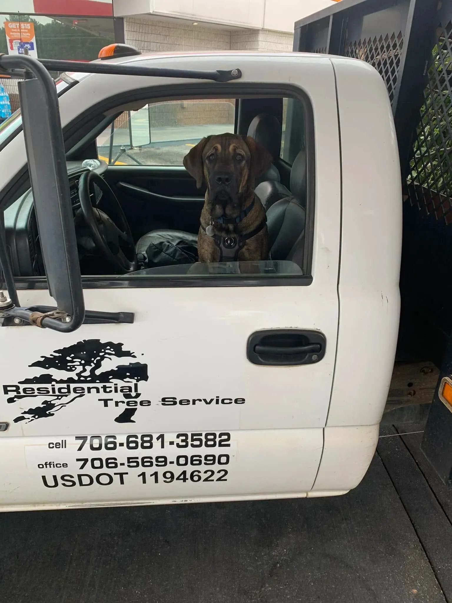 Dog sitting in the driver’s seat of Residential Tree Service and Landscape work truck
