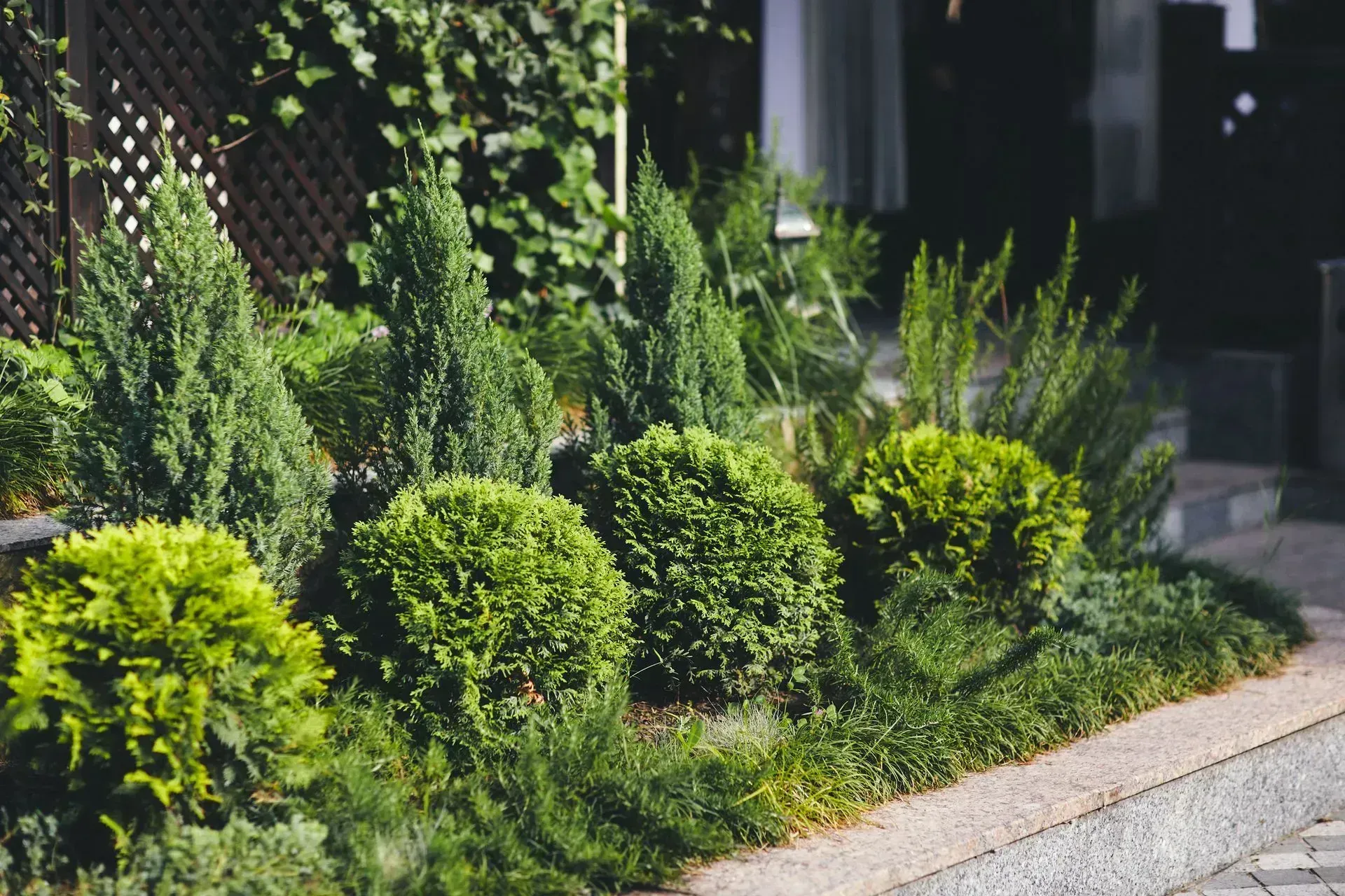 Lush green garden bed with various trimmed evergreen shrubs and grasses.