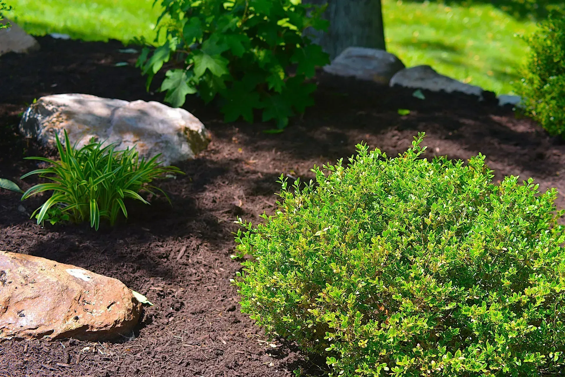 Garden bed with mulch, rocks, and green plants in sunlight.