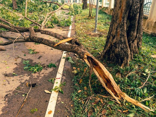 Fallen tree branch across a paved path after a storm, with debris and green foliage scattered around.