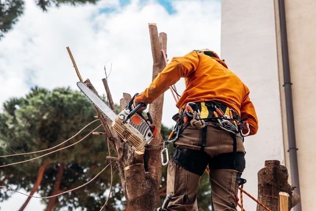 Arborist in orange jacket uses a chainsaw to cut a tree limb, wearing a safety harness.