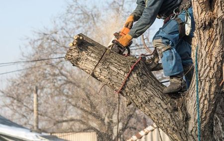 Arborist using a chainsaw to cut a tree branch, wearing safety gear and harness.