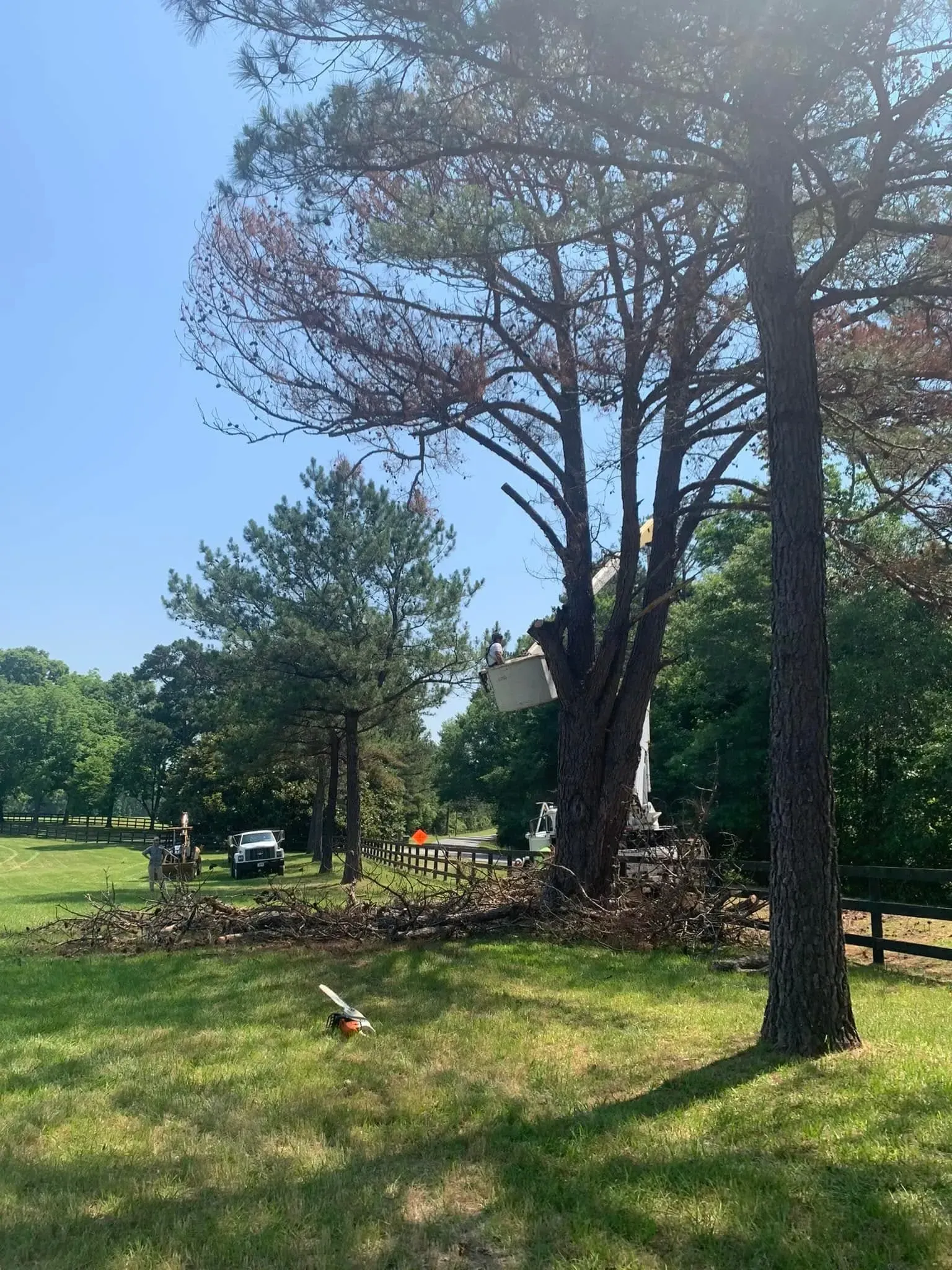 tree services in Columbus GA