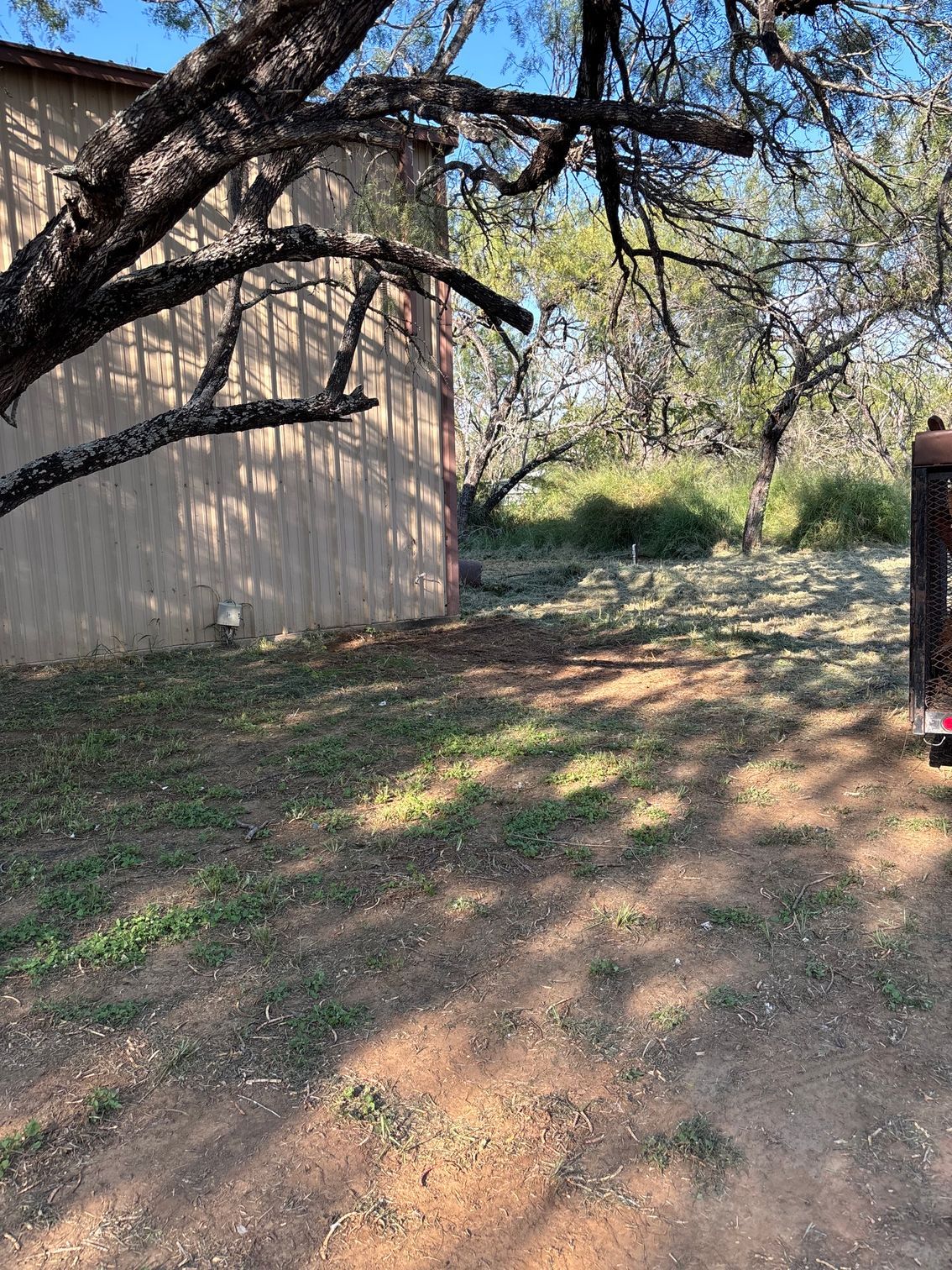 Shaded backyard with a beige shed, large tree branches overhead, and sunlight on dry ground