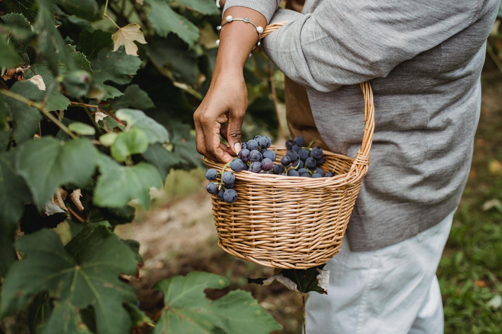 Une femme cueille des raisins d'une vigne dans un panier en osier.