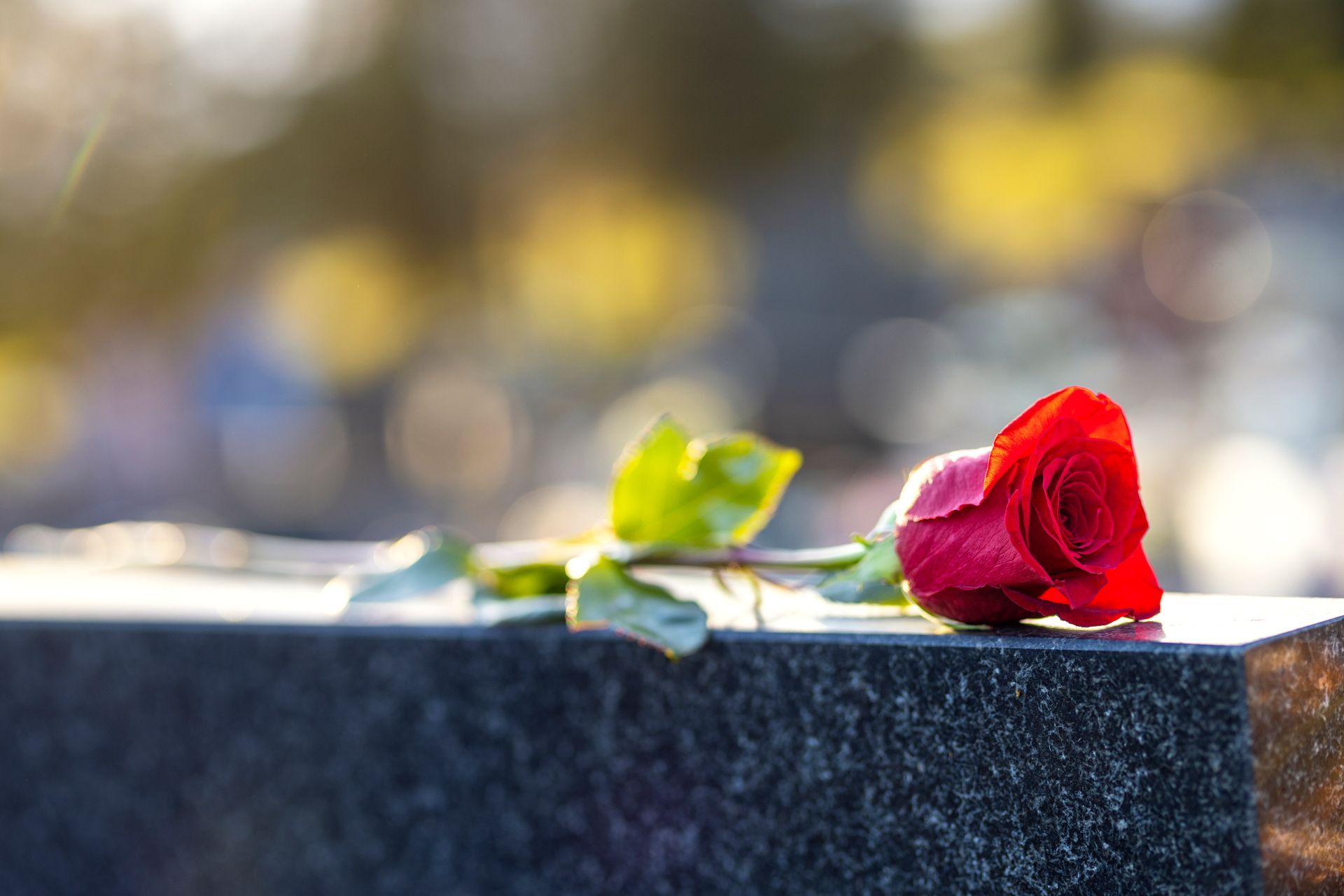 Red rose lying on a dark stone surface with a blurred outdoor background