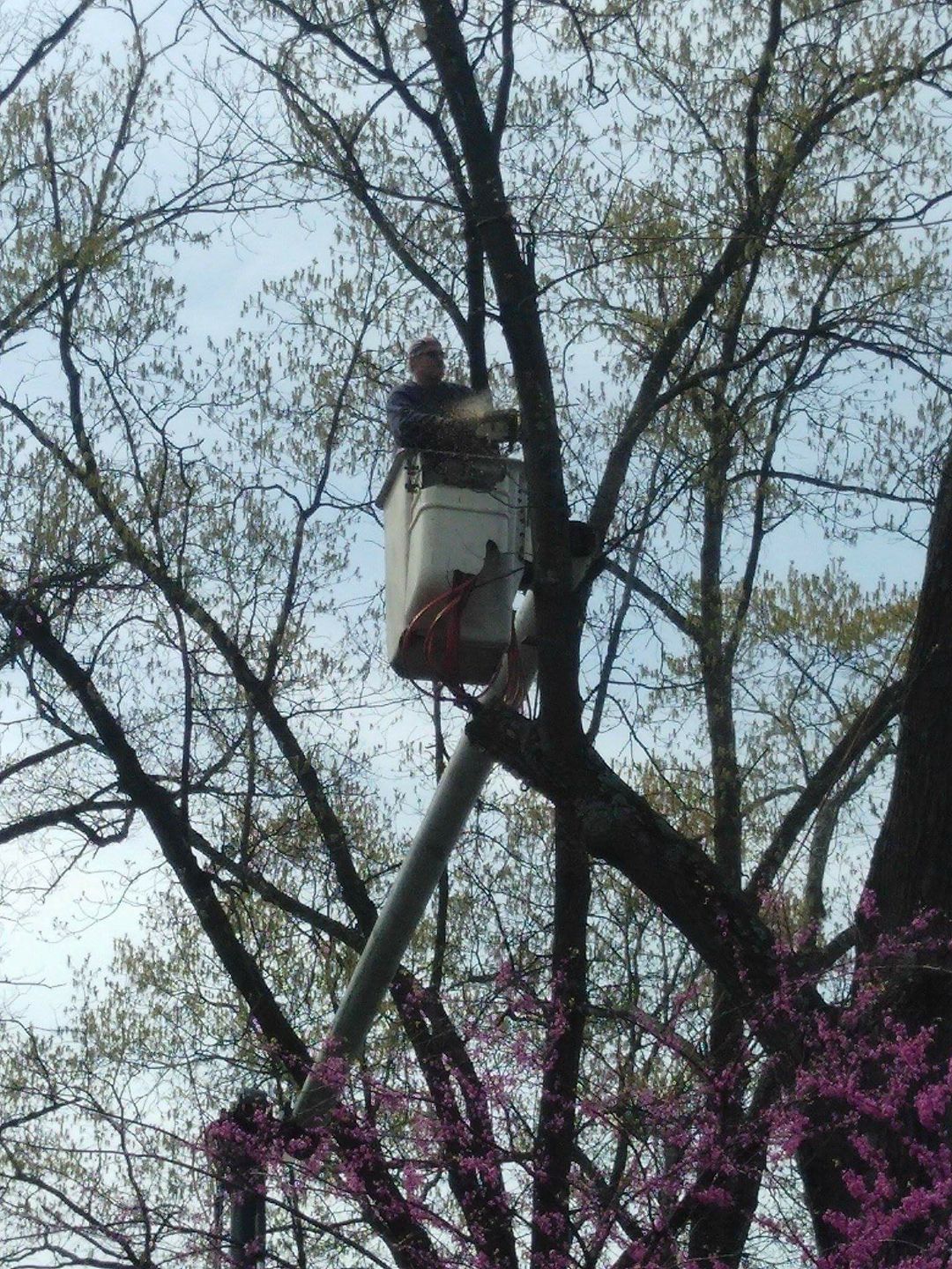 A man in a bucket is cutting a tree
