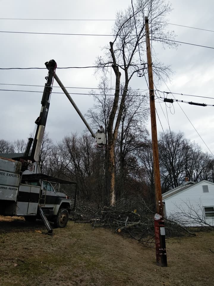 A truck with a crane attached to it is cutting a tree