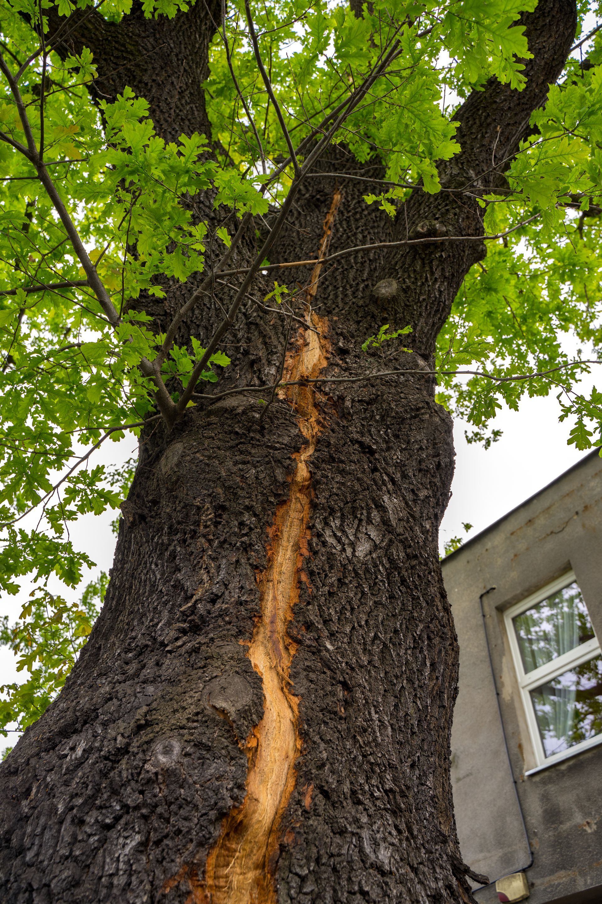 A tree with a huge crack in the middle
