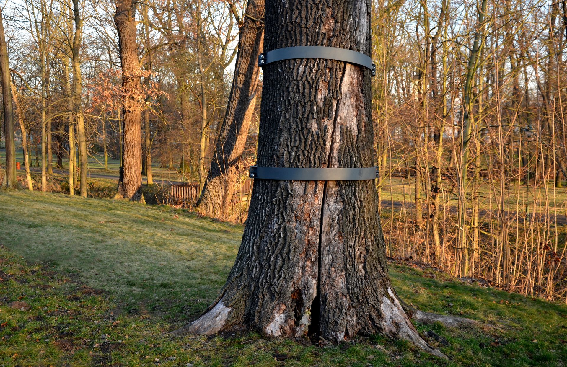 A tree with a metal band around it is in the middle of a forest.