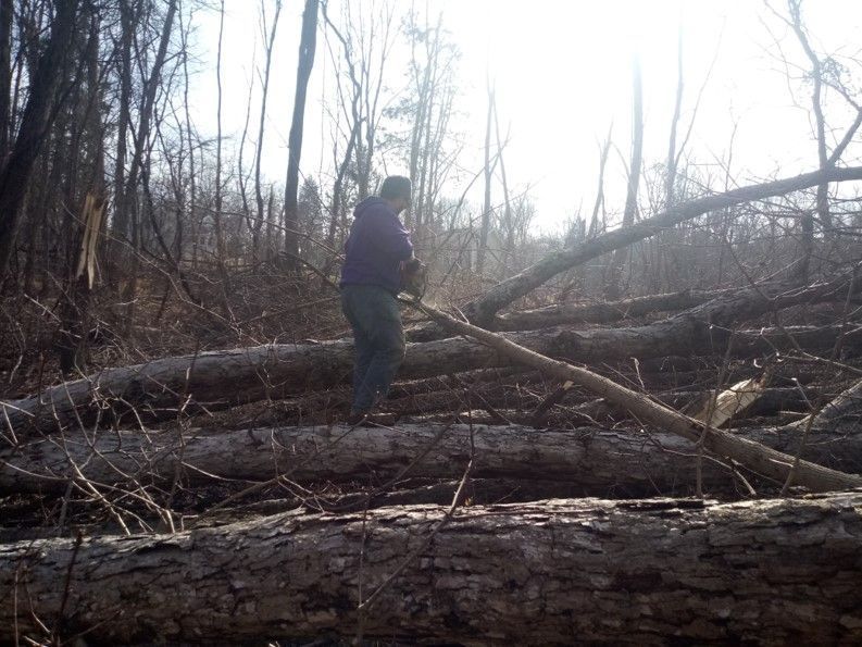 A man is standing on a pile of logs in the woods.