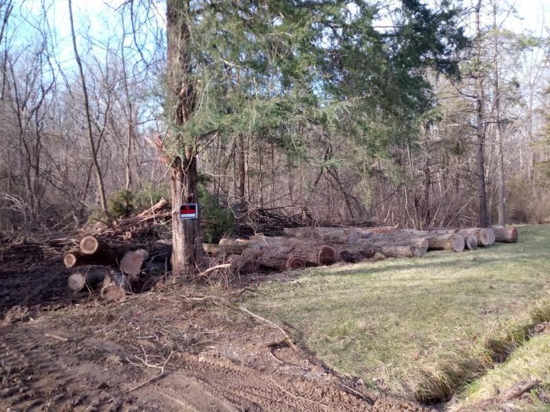 A pile of logs in a field with trees in the background.