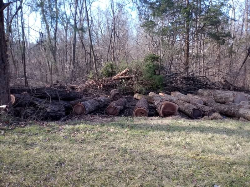 A pile of logs sitting on top of a lush green field in the middle of a forest.