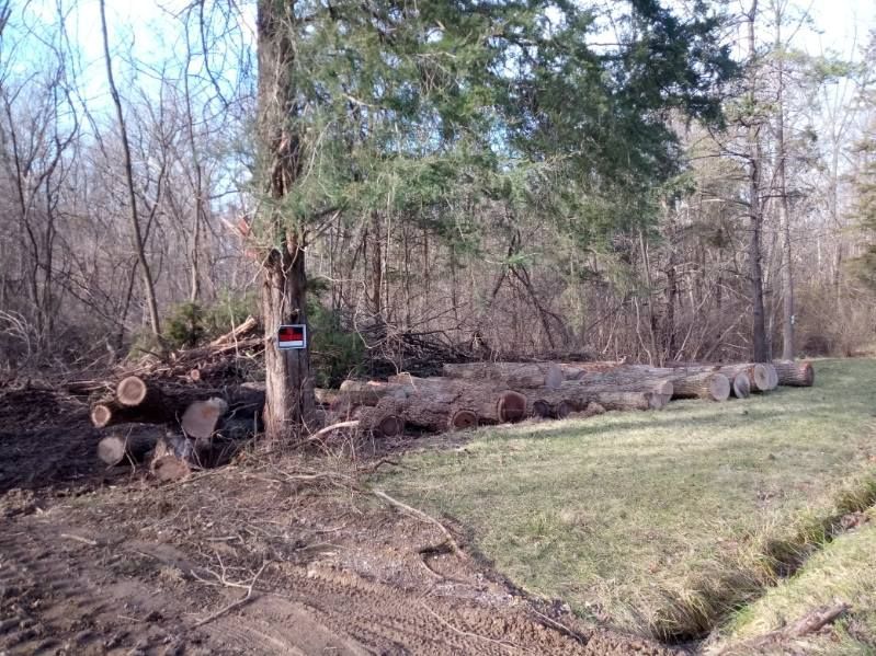 A pile of logs in the middle of a forest.