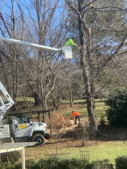 A man in a bucket is cutting down a tree.
