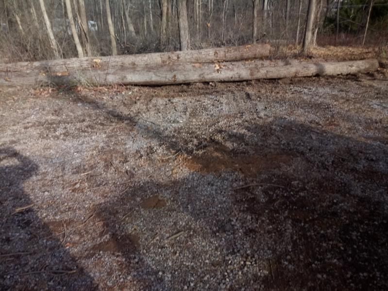 A pile of logs laying on the ground in the woods.