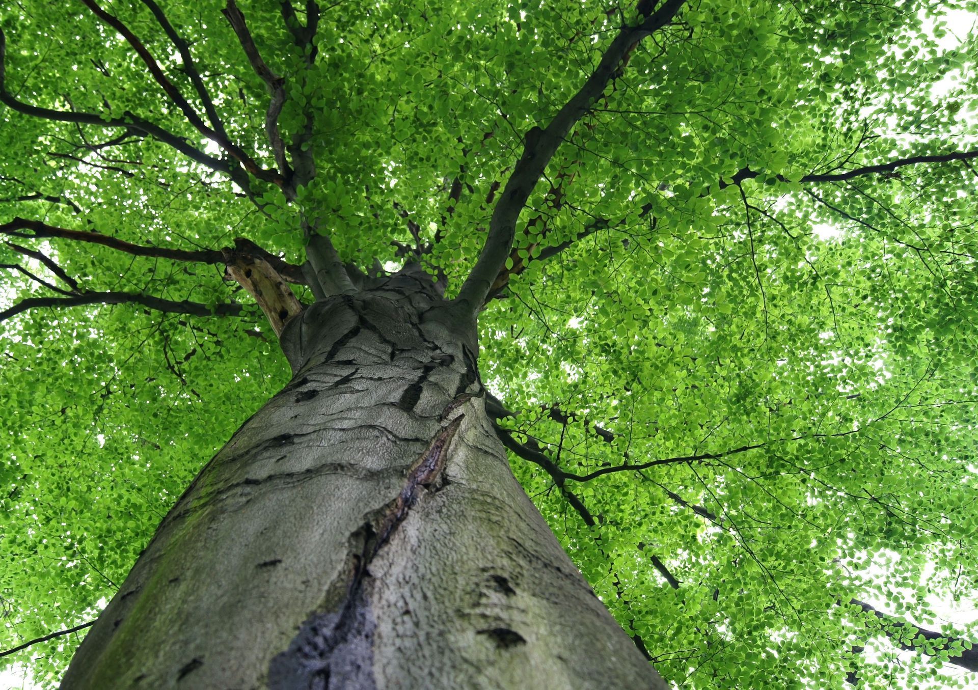 Looking up the trunk of a tall green tree with leafy branches overhead