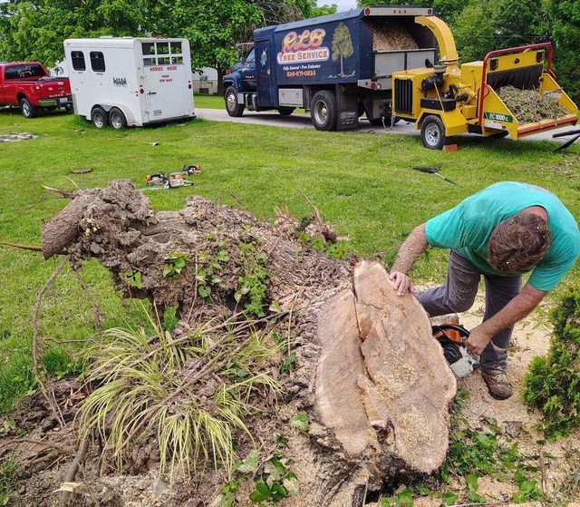 Man trimming a fallen tree stump with a chainsaw beside work trucks on a grassy roadside