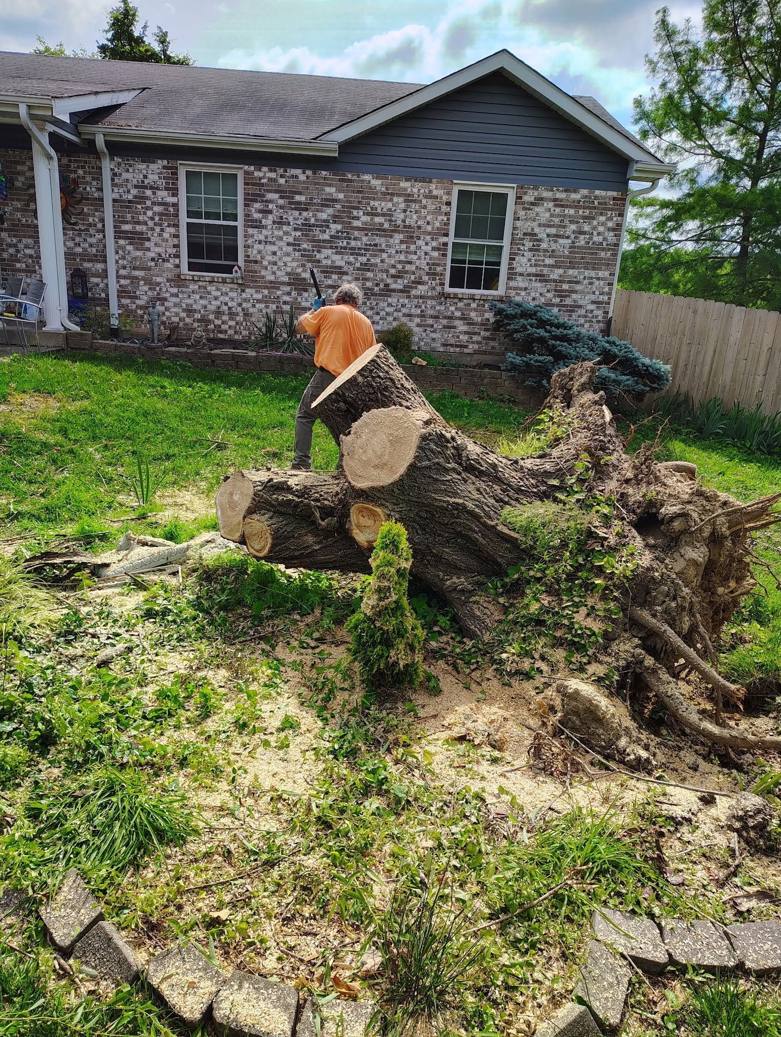 Dog in a harness sitting on a stump in a grassy backyard in front of a stone house.