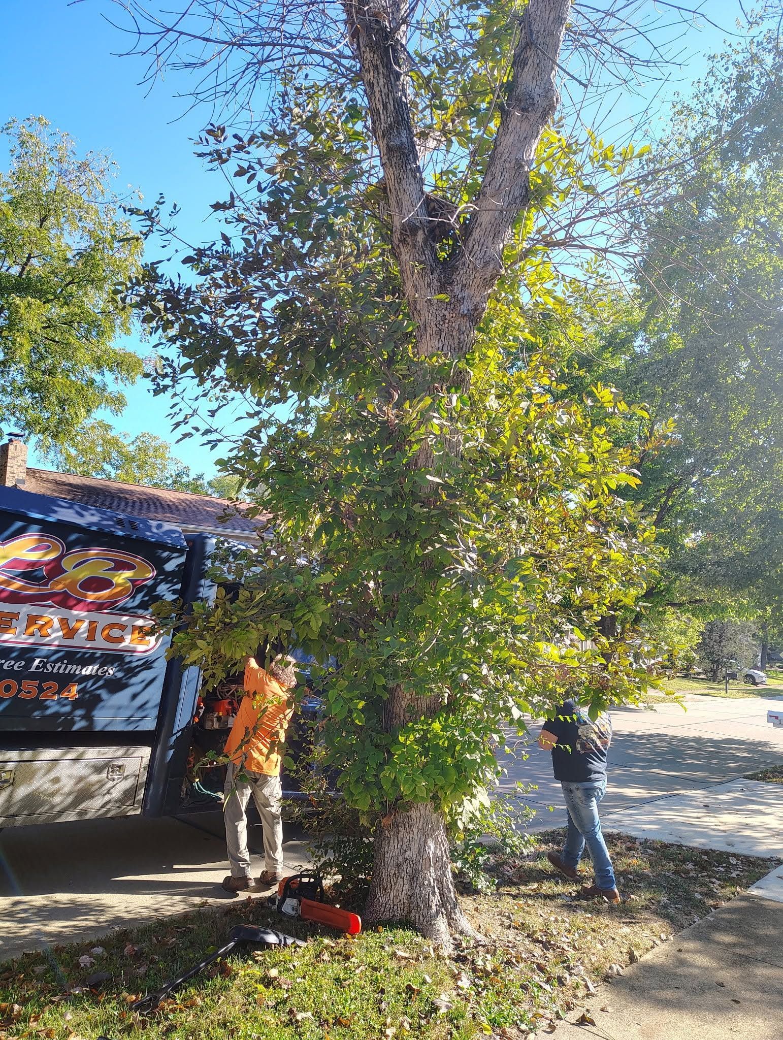 Tree beside a roadside sign in sunny outdoor setting