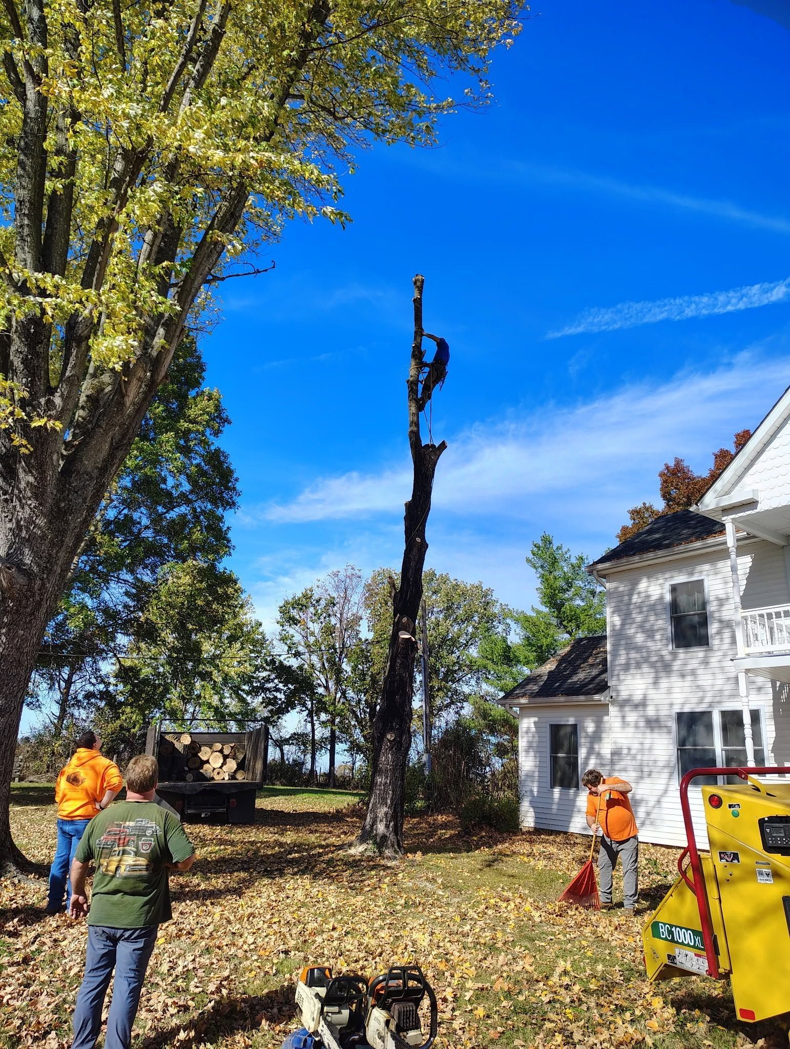 Workers near a white house clear a yard with a tall trimmed tree and a yellow utility truck.