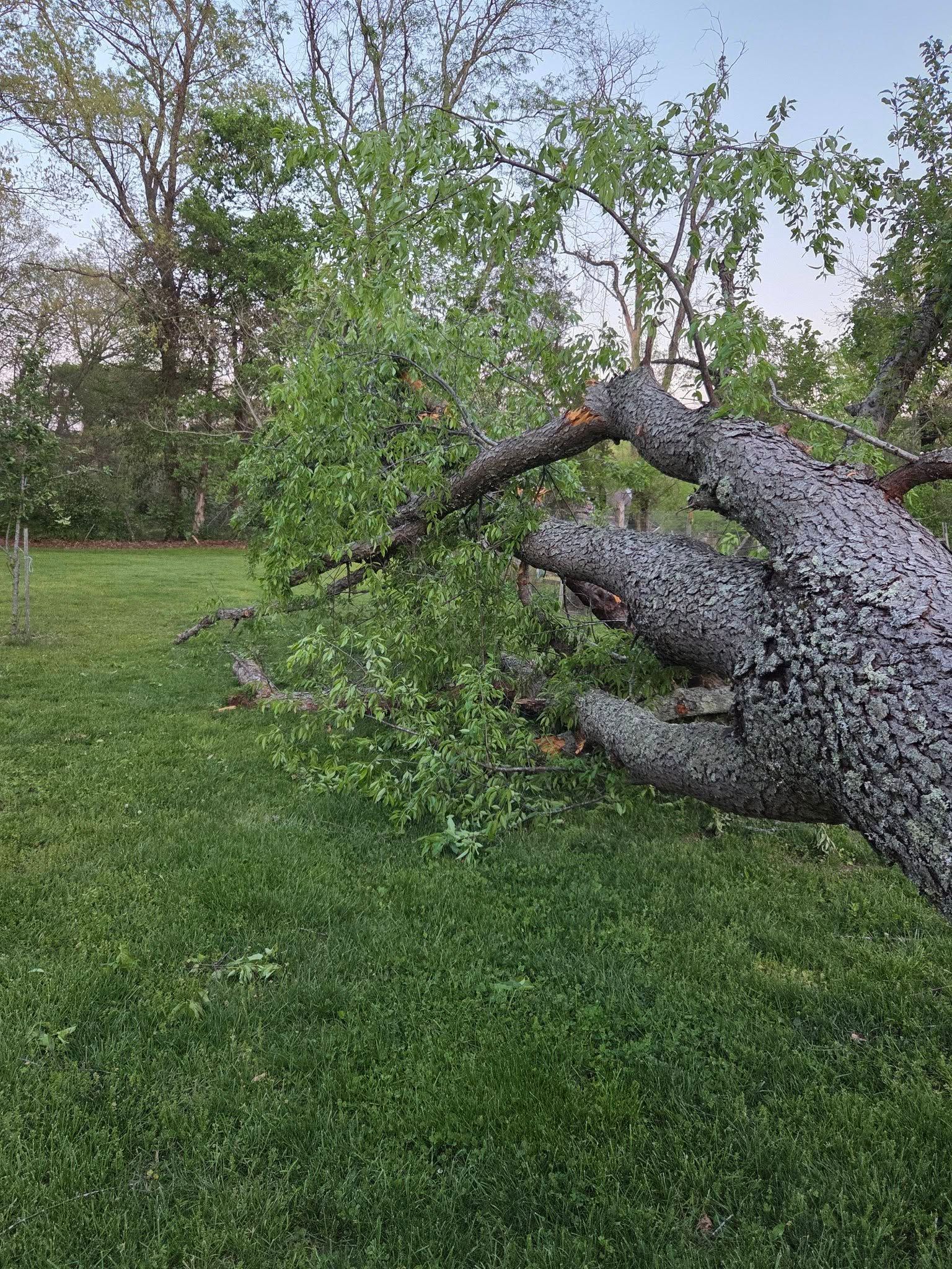 Gloved hand holding a leafy tree branch over a grassy yard with fallen trees in the background