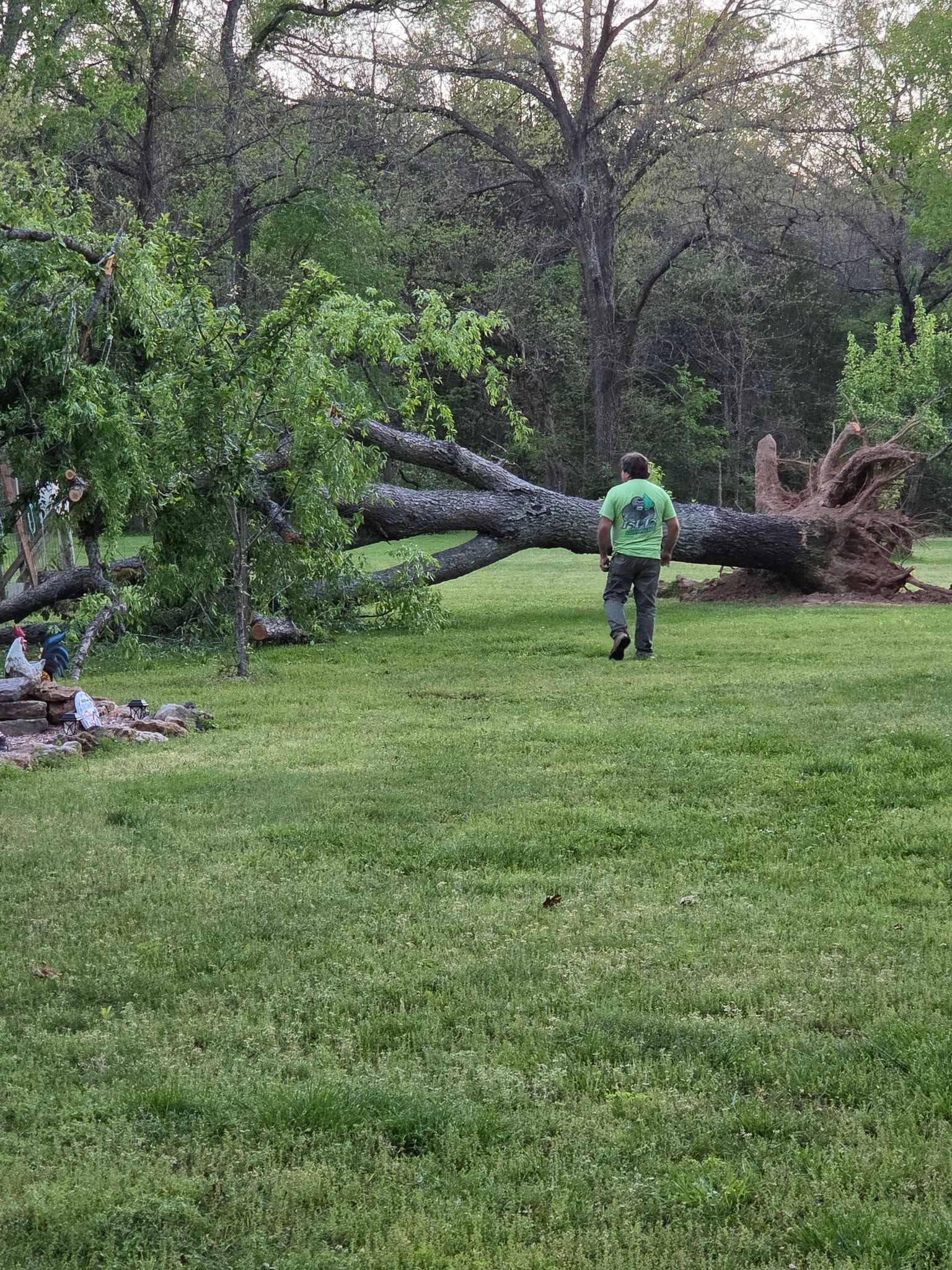 Person in a green jacket stands in a grassy yard near a fallen tree after storm damage.