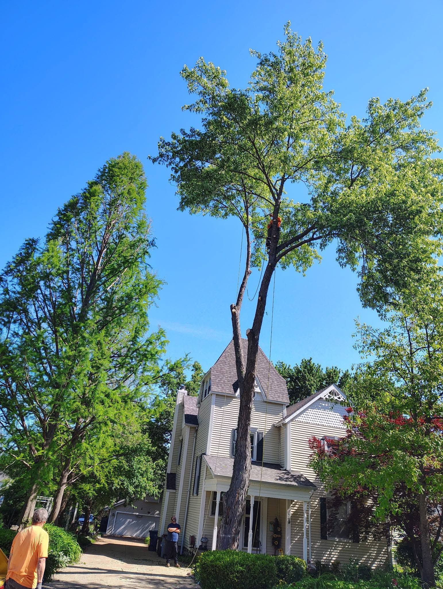 Tree-lined street with a house under a bright blue sky